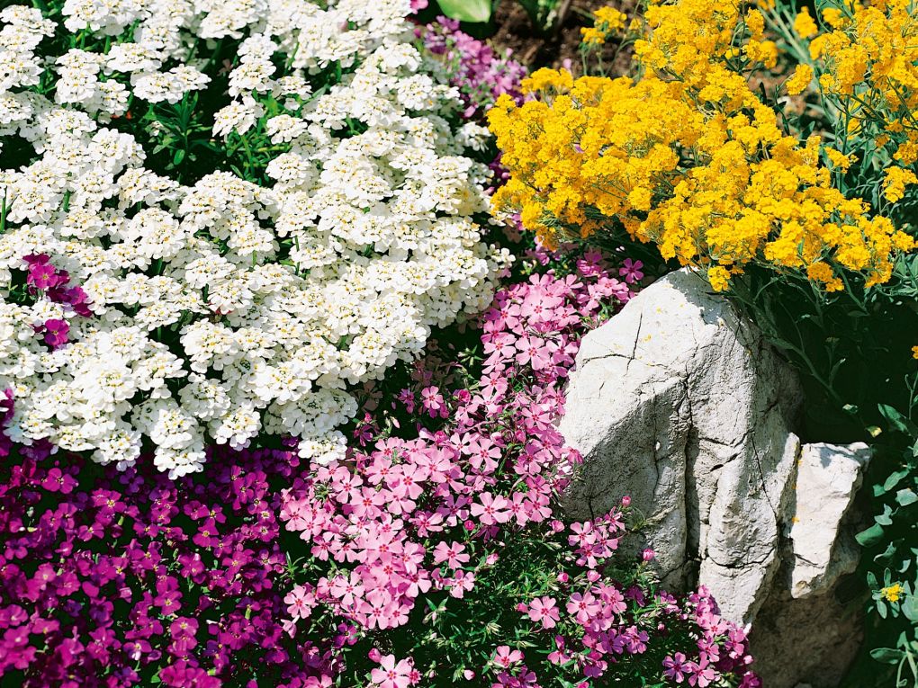 Blühende Juwelen im Steingarten Garten Center Saeriswil