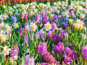 Verträumter Frühlingsgarten