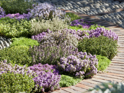 Meldung: Thymian - Erlebnis für alle Sinne - Garten Center ...